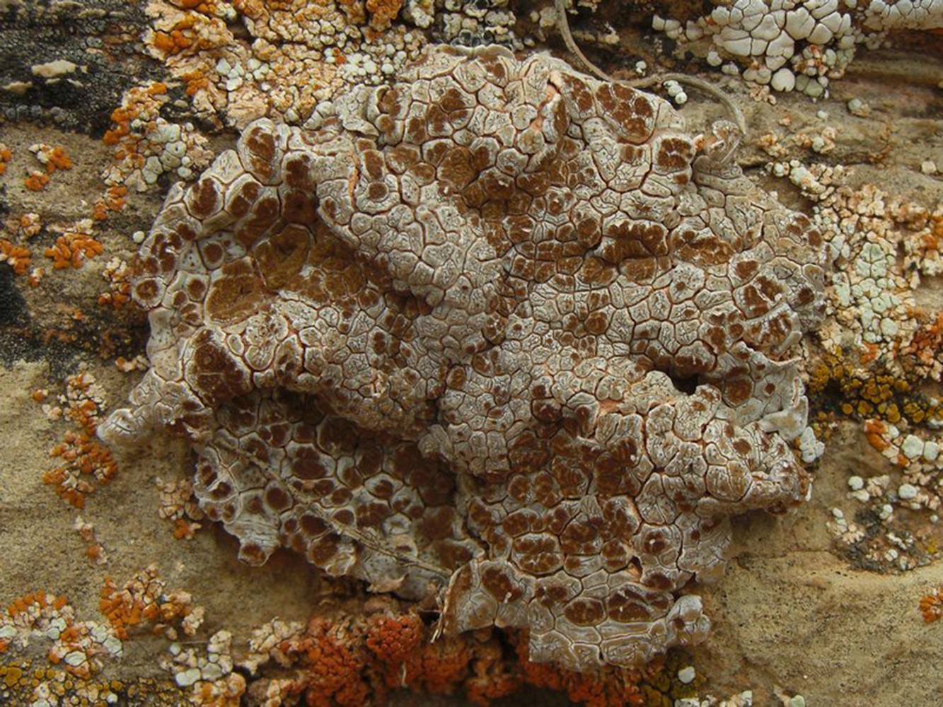 Представитель Семейства Asterothyriaceae